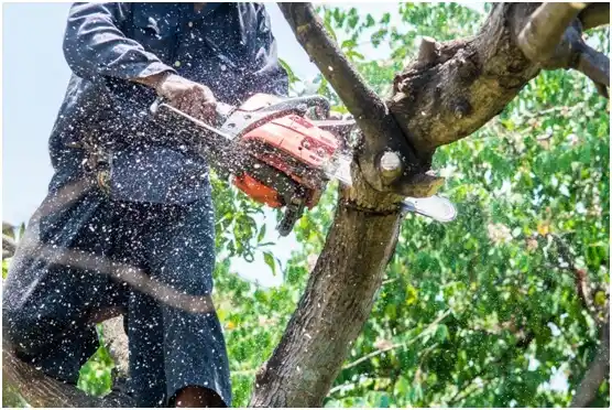tree services Cherry Grove